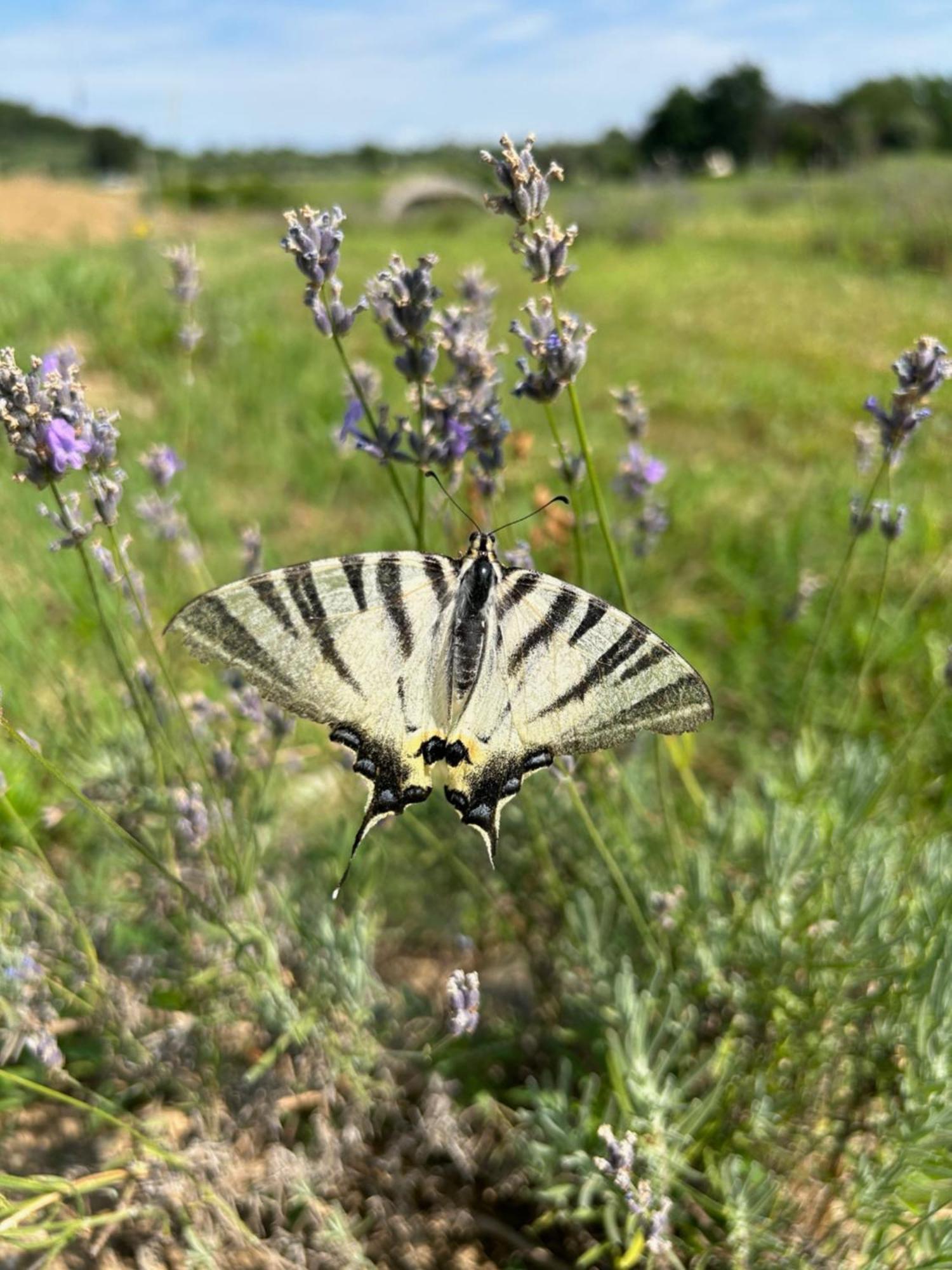 Agriturismo Al Mancino Lonato Dış mekan fotoğraf