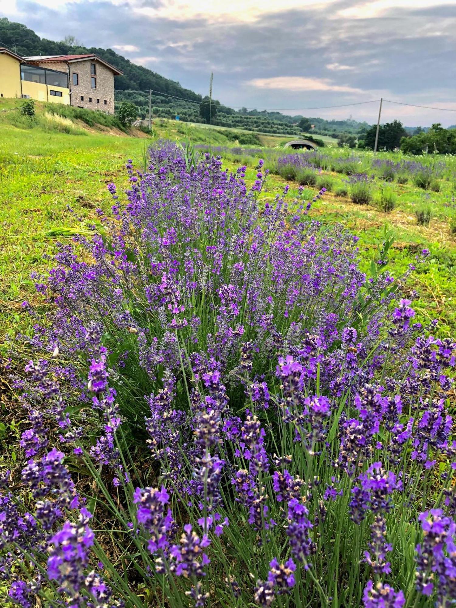 Agriturismo Al Mancino Lonato Dış mekan fotoğraf